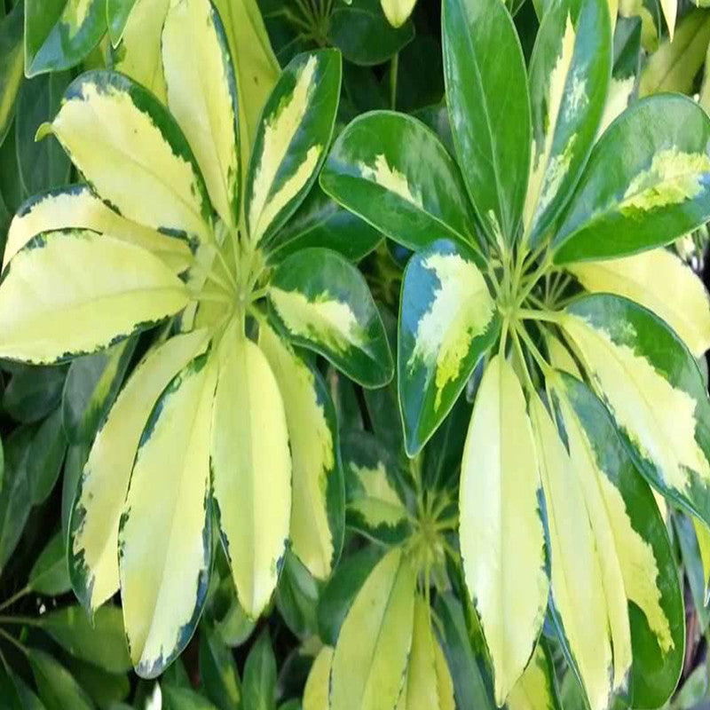 Schefflera Arboricola Variegated - Ornamental Shrubs — Saharanpur Nursery
