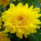 Chrysanthemum Yellow - Seasonal  Plants