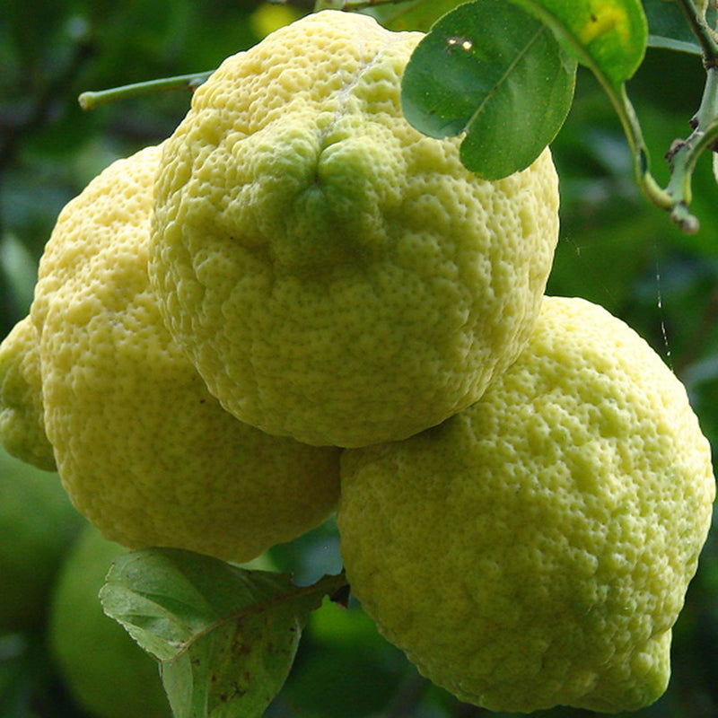 Rough Lemon
