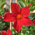 Mandevilla Red Single - Creepers & Climbers