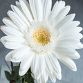 Gerbera Plant White -  Top Bed Room