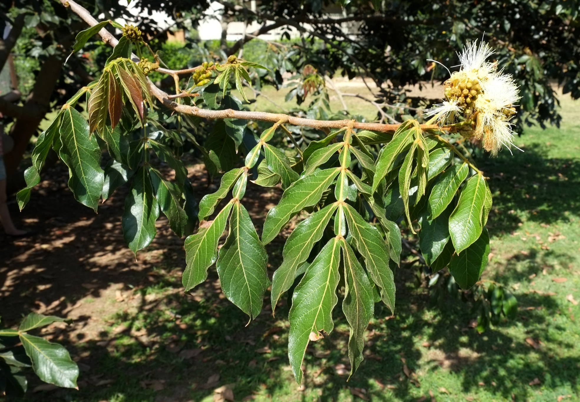 Ice cream bean - Fruit Plant & Tree — Saharanpur Nursery