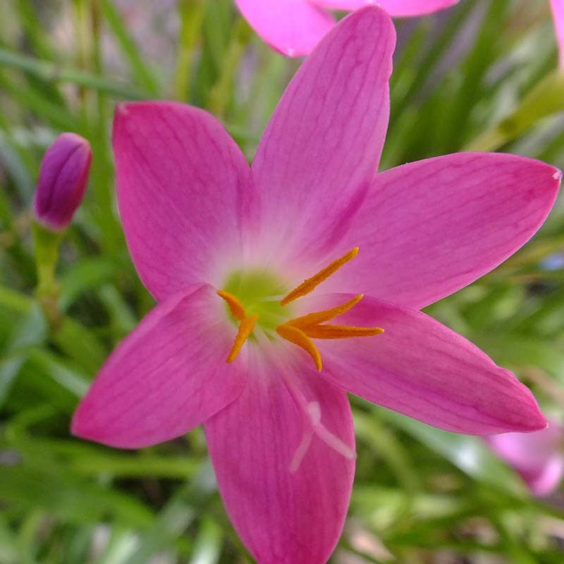 Rain lily Pink- Flowering Plants