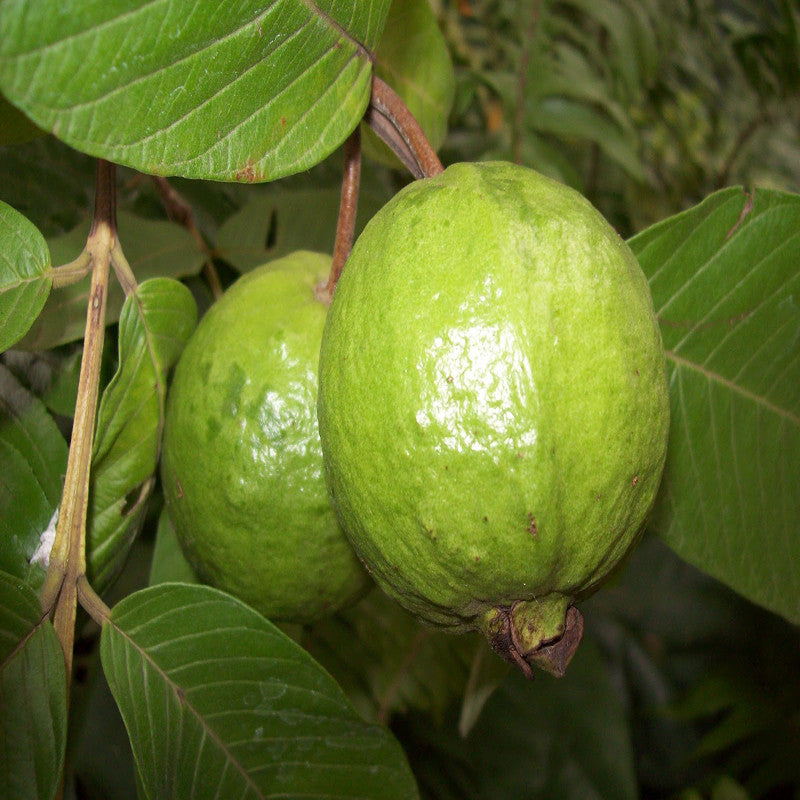 Thailand-Guava - Fruit Plants & Tree — Saharanpur Nursery