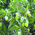 Mango  cherukurasam(Grafted)- Fruit Plants & Tree