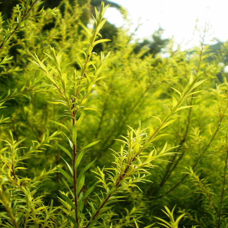 Golden bottle brush - Avenue Trees