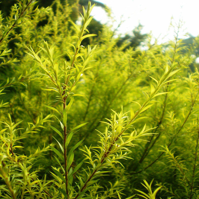 Golden bottle brush - Avenue Trees
