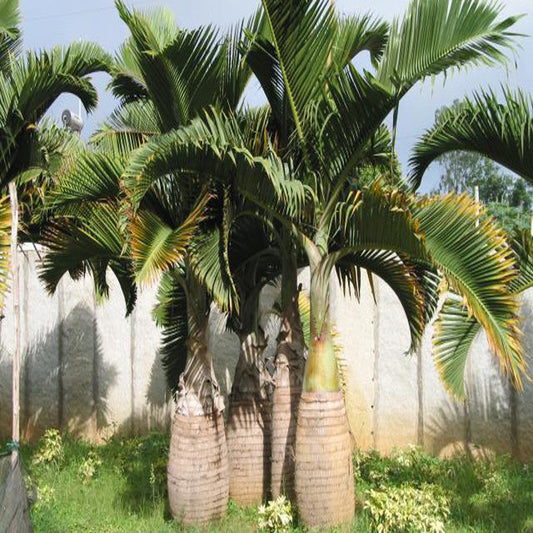 Champagne Palm - Palms