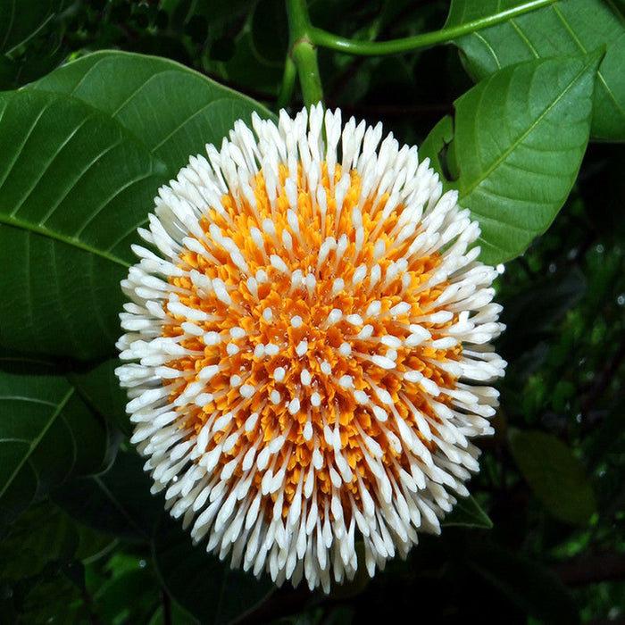 Kadamba / Neolamarckia cadamba - Avenue Trees — Saharanpur Nursery