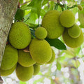 Jack fruit-Gumless Panasa(Grafted) - Fruit Plants & Tree