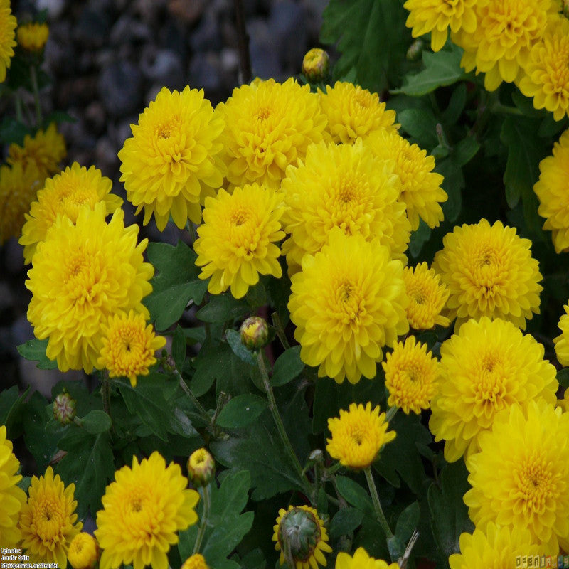 Chrysanthemum Yellow - Seasonal Plants