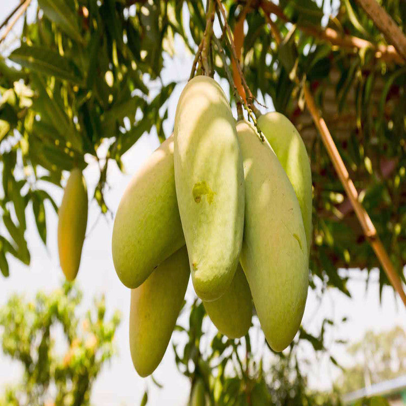 Totapuri Mango(Grafted) - Fruit Plants & Tree