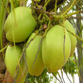 Coconut-Desi- Fruit Plants & Tree