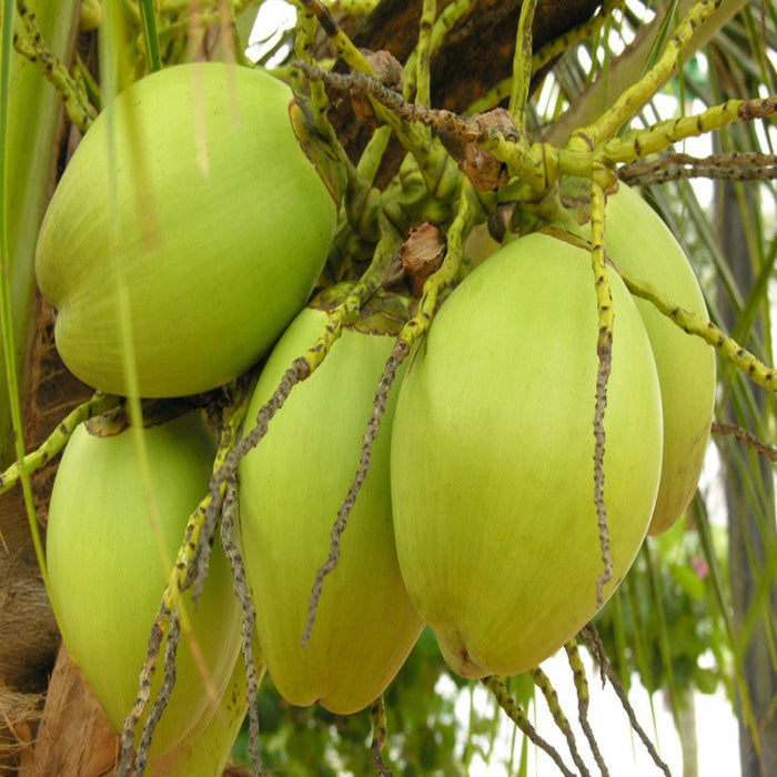 Coconut-Desi- Fruit Plants & Tree