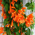 Flaming Trumpet - Creepers & Climbers
