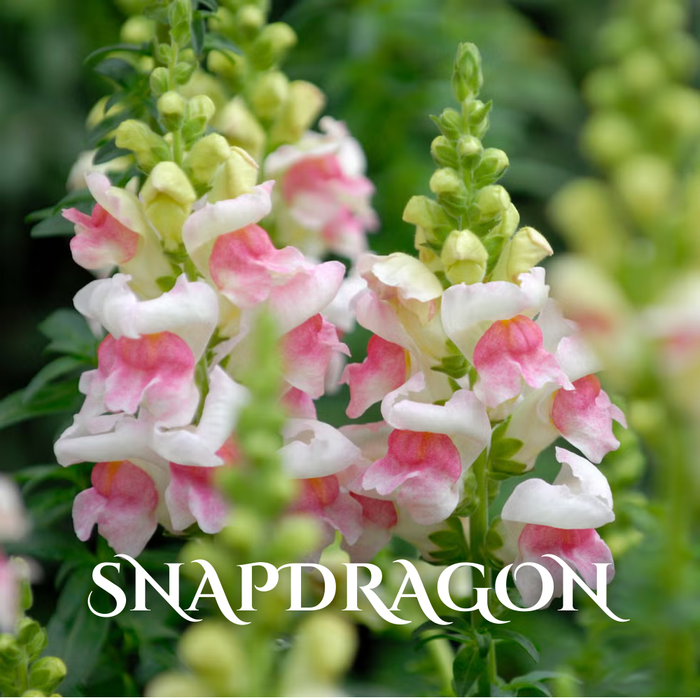 Buy Wholesale Winter Seasonal Flowers Online in Bulk