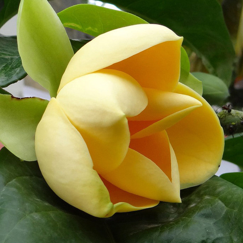 Magnolia Mutabilus - Flowering Shrubs