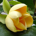 Magnolia Mutabilus  - Flowering Shrubs
