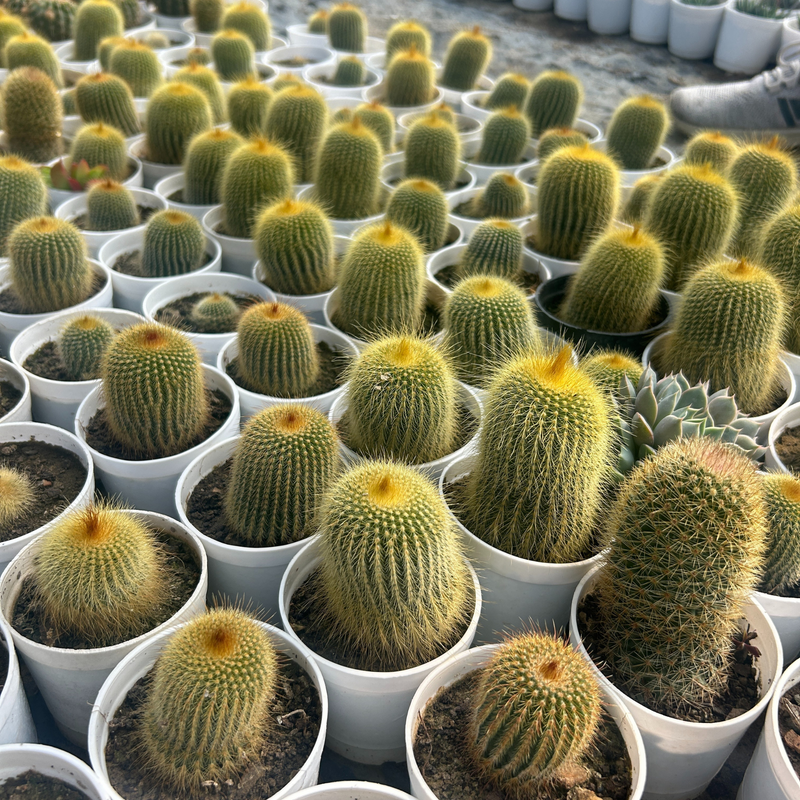 Golden Barrel Cactus – Beautiful Desert Plant for Home & Garden Décor