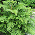 Christmas tree /Araucaria  - Avenue Trees