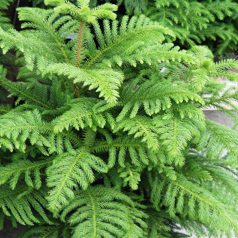 Christmas tree /Araucaria  - Avenue Trees