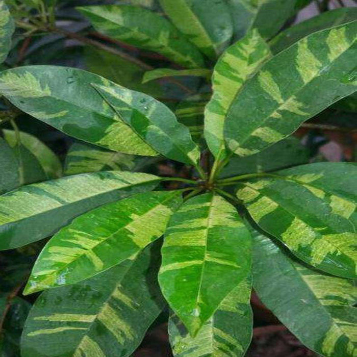 Chikoo Variegata(Grafted) - Fruit Plants & Tree