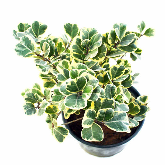Ficus Triangularis variegata -Indoor/Outdoor-Ornamental Plants