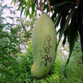 Mango Pedda Rasam(Grafted) - Fruit Plants & Tree
