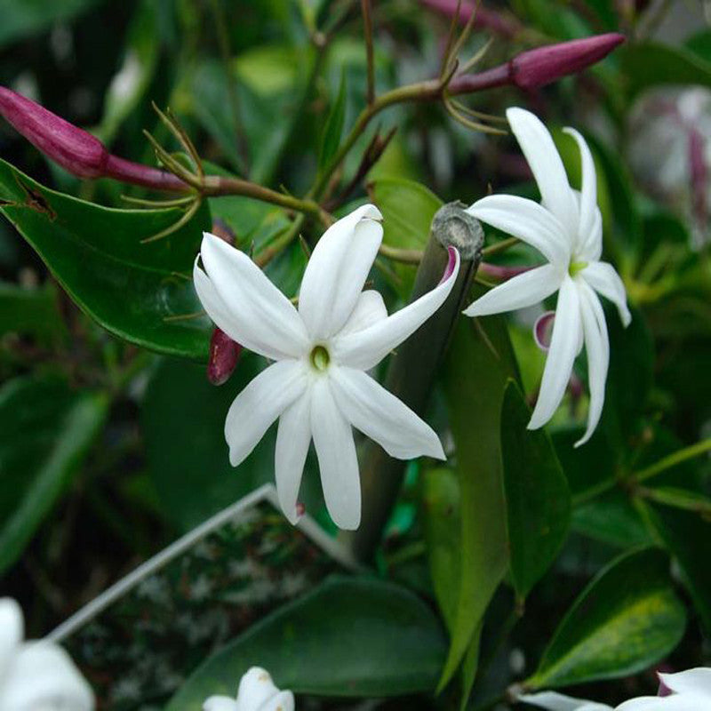 Angel wing jasmine - Creepers & Climbers