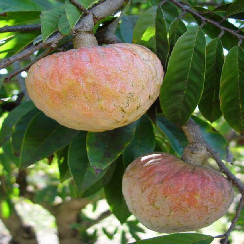 Bullock Heart/Ramphal (Grafted)- Fruit Plants & Tree