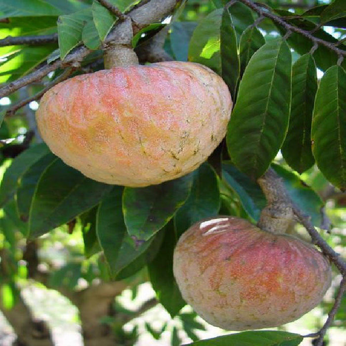 Bullock Heart/Ramphal (Grafted)- Fruit Plants & Tree