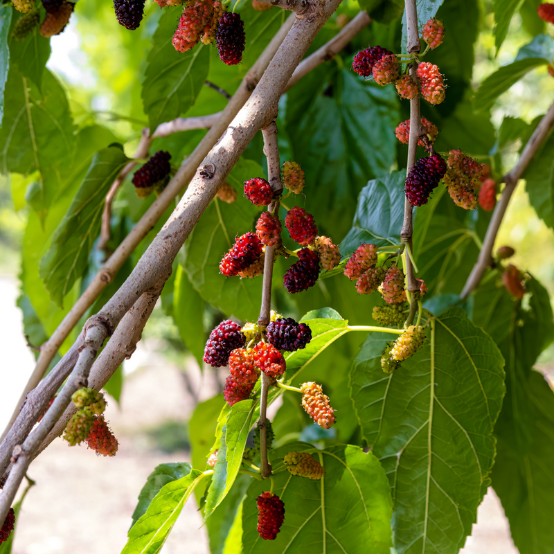 Mulberry - Fruits Plant & Tree