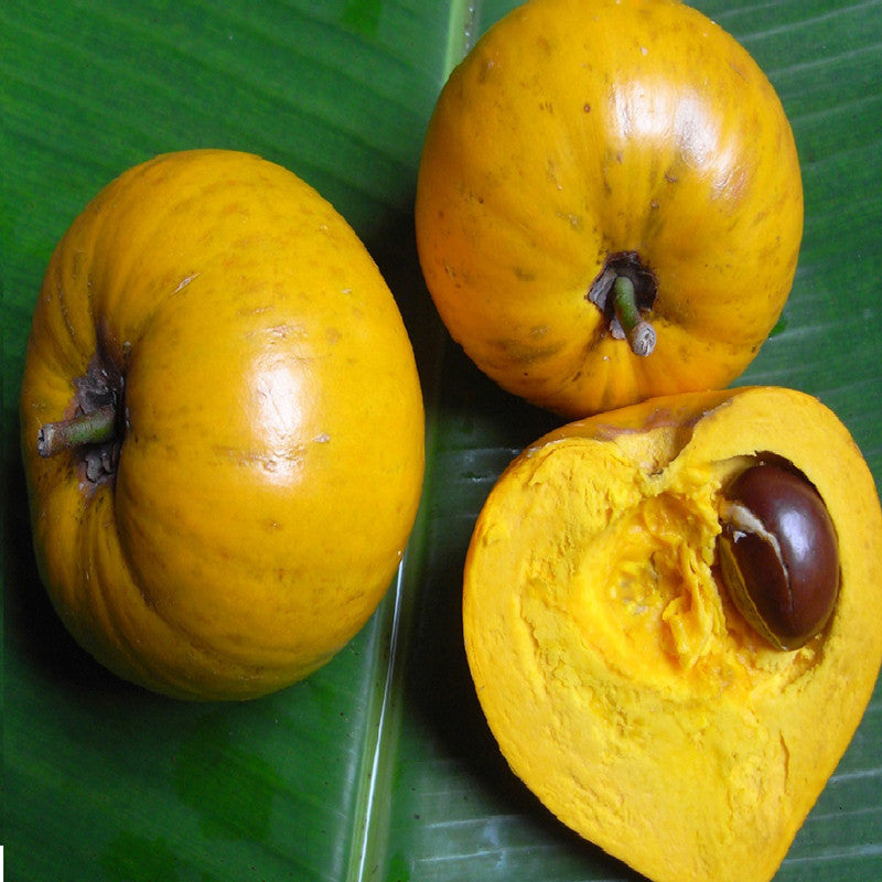 Eggfruit - Fruit Plants & Tree
