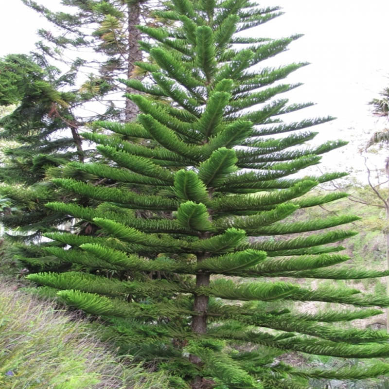 Christmas tree /Araucaria - Avenue Trees