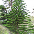 Christmas tree /Araucaria  - Avenue Trees