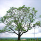 Kalpa Vriksha - Avenue Trees