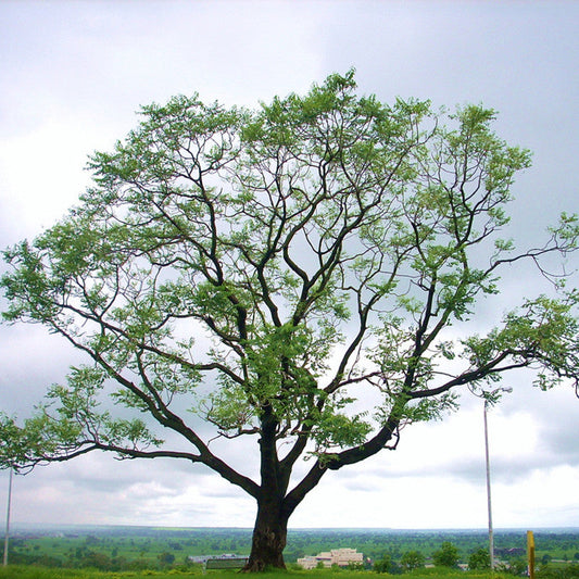 Kalpa Vriksha - Avenue Trees