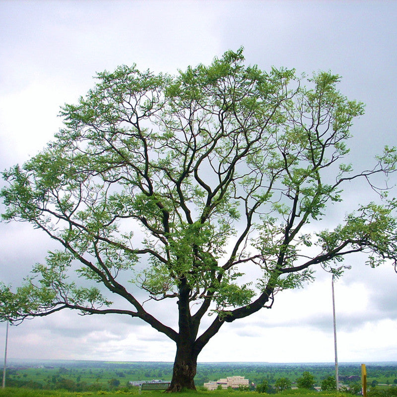 Kalpa Vriksha - Avenue Trees