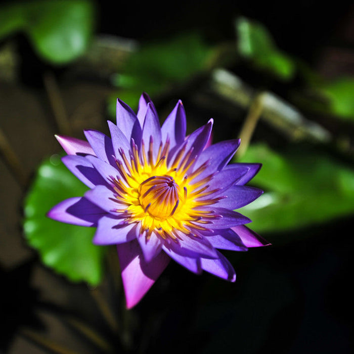 purple blue lily flower Water Lily Blue- Aquatic Plants — Saharanpur Nursery