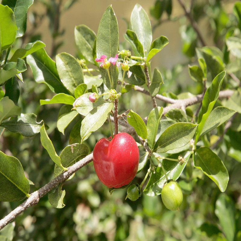 Barbados Cherry -Fruit Plants & Tree