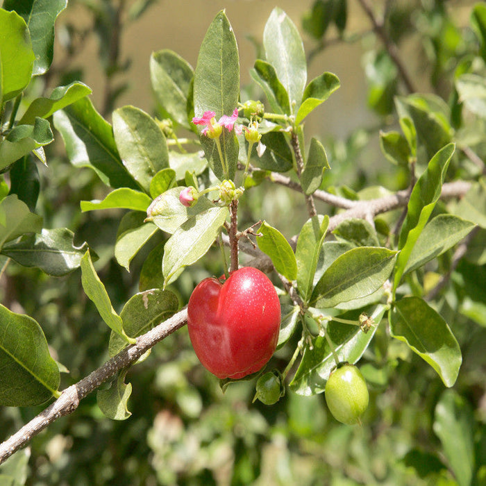 Barbados Cherry -Fruit Plants & Tree