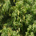 Mango Mallika(Grafted)- Fruit Plants & Tree