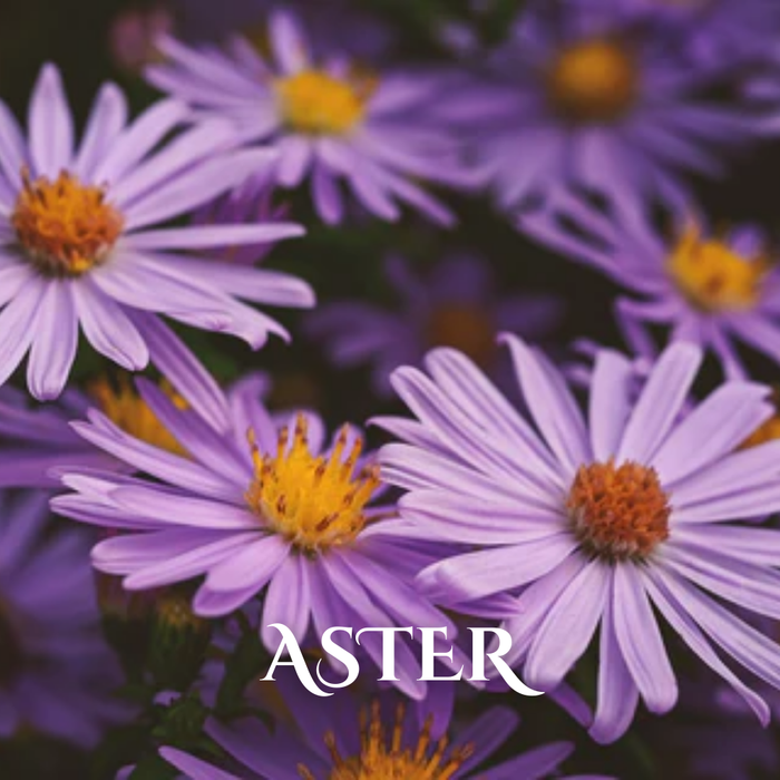 Buy Wholesale Winter Seasonal Flowers Online in Bulk
