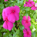 Periwinkle Purple -SEASONALS