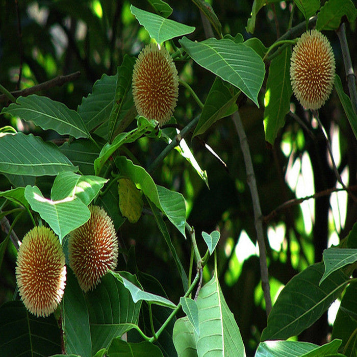 Kadamba / Neolamarckia cadamba - Avenue Trees — Saharanpur Nursery