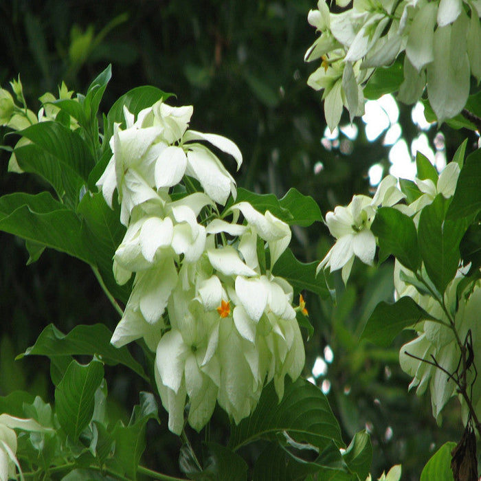 Mussaenda White - Flowering Shrubs
