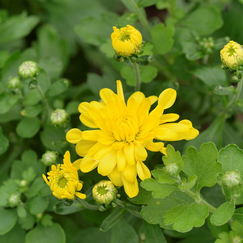 Chrysanthemum Yellow - Seasonal Plants