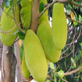 Jack fruit-Gumless Panasa(Grafted) - Fruit Plants & Tree