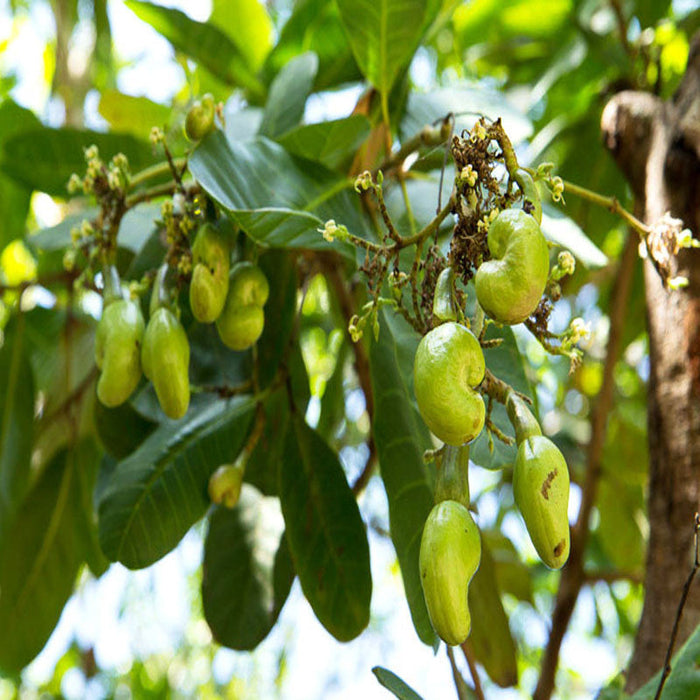 Cashew Nut Tree(Grafted)-Fruit Plants & Tree