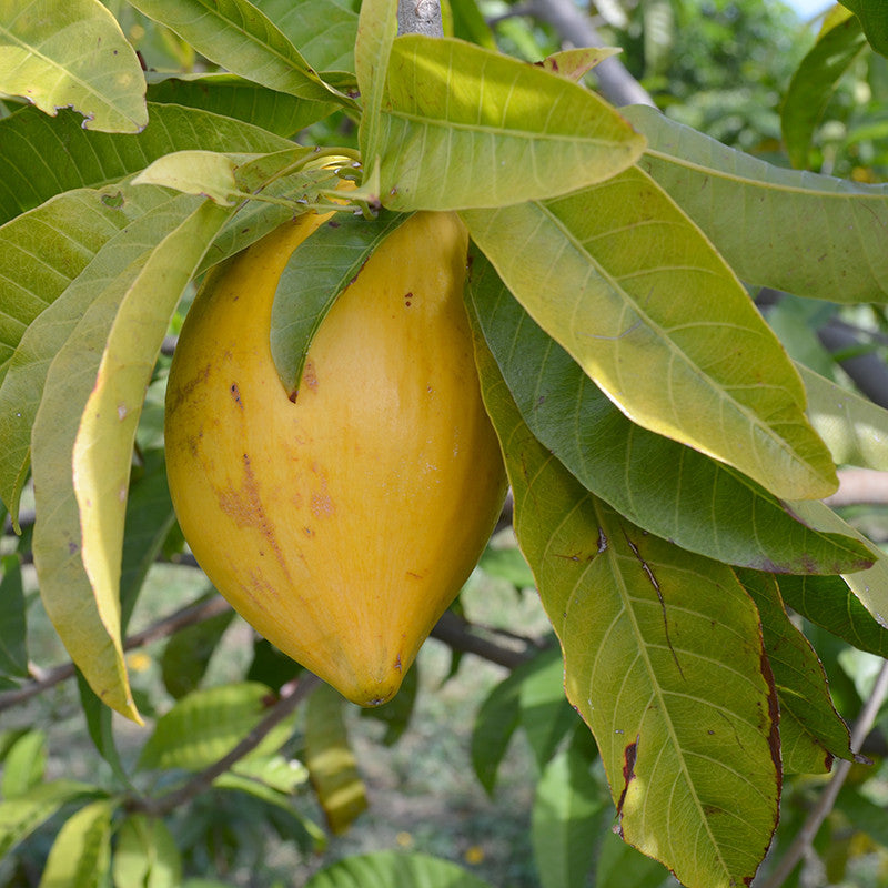 Eggfruit - Fruit Plants & Tree